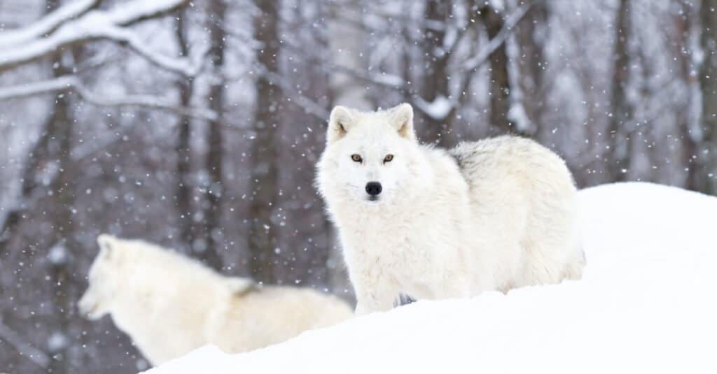 baby arctic wolf with mom