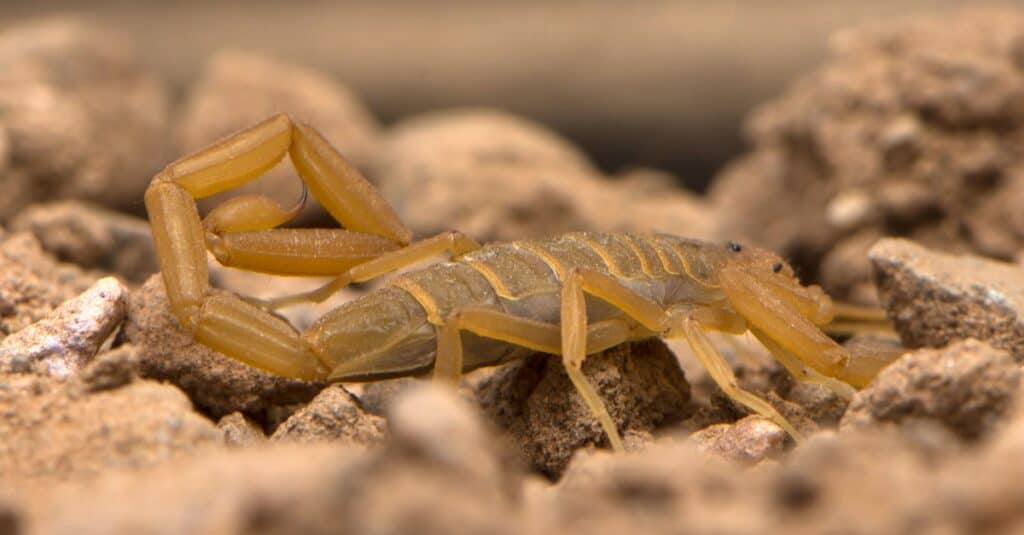 Arizona bark scorpion climbing on rubble