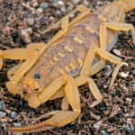 Arizona bark scorpion