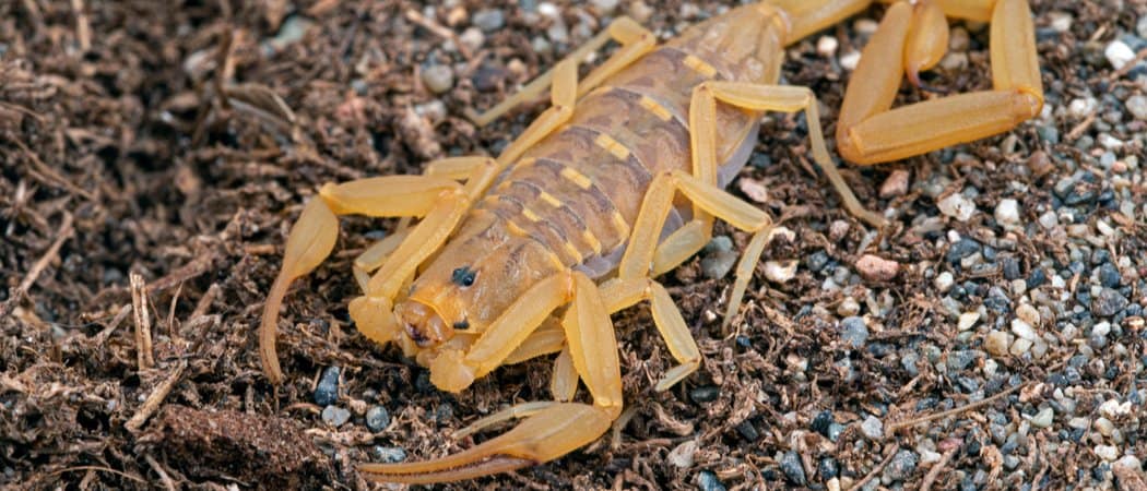 Arizona bark scorpion - Wikipedia