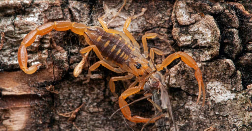 Arizona bark scorpion climbing down tree