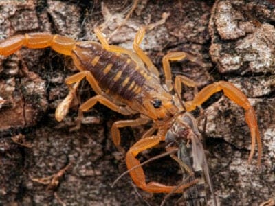 Bark Scorpion Picture