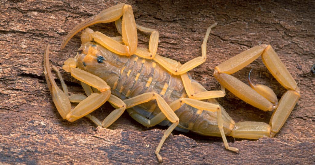 Arizona bark scorpion resting