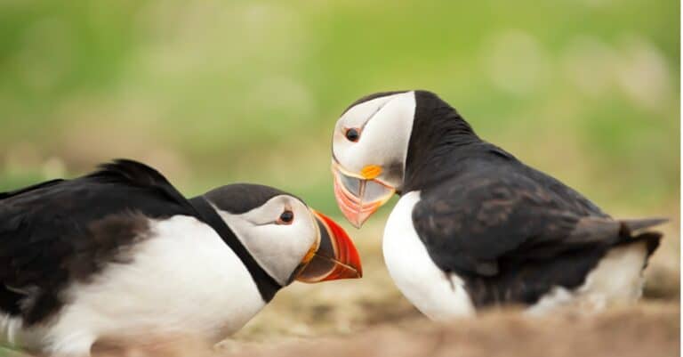 Atlantic puffins courting while rubbing beaks together