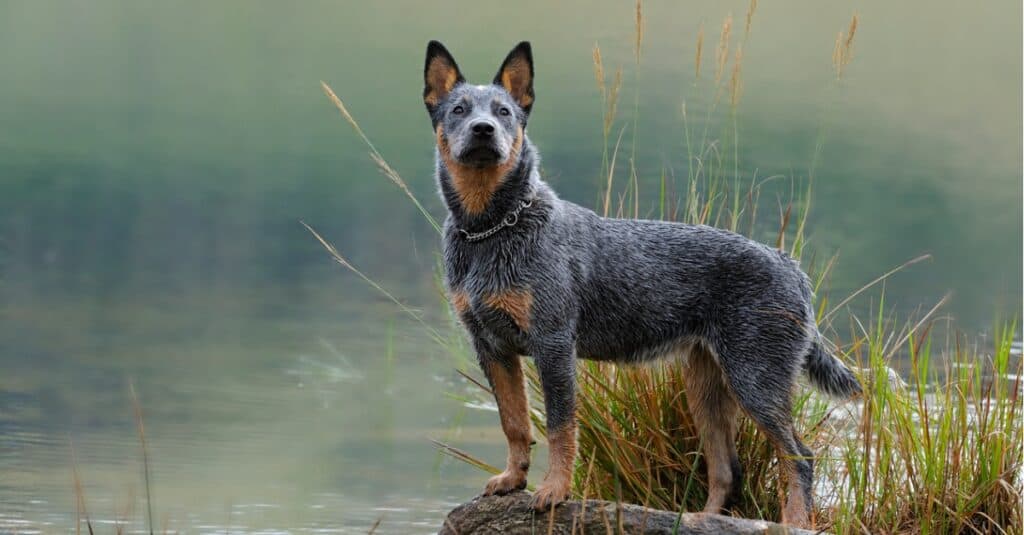 An Australian Cattle Dog standing on a log looking up at the camera with a mischievous expression. 