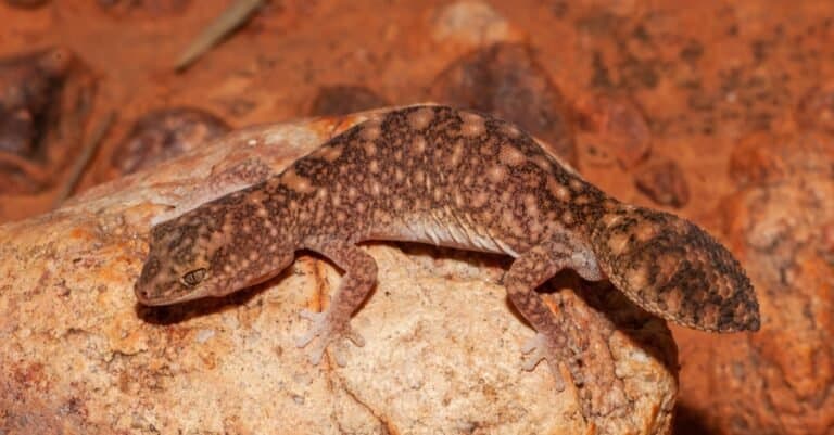 Close up of Australian Fat tailed Gecko.