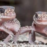 Australian leaf-tailed geckos