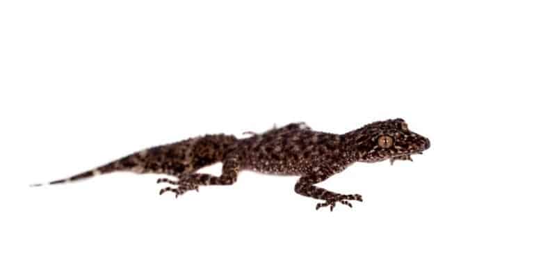 Australian leaf-tailed gecko on white