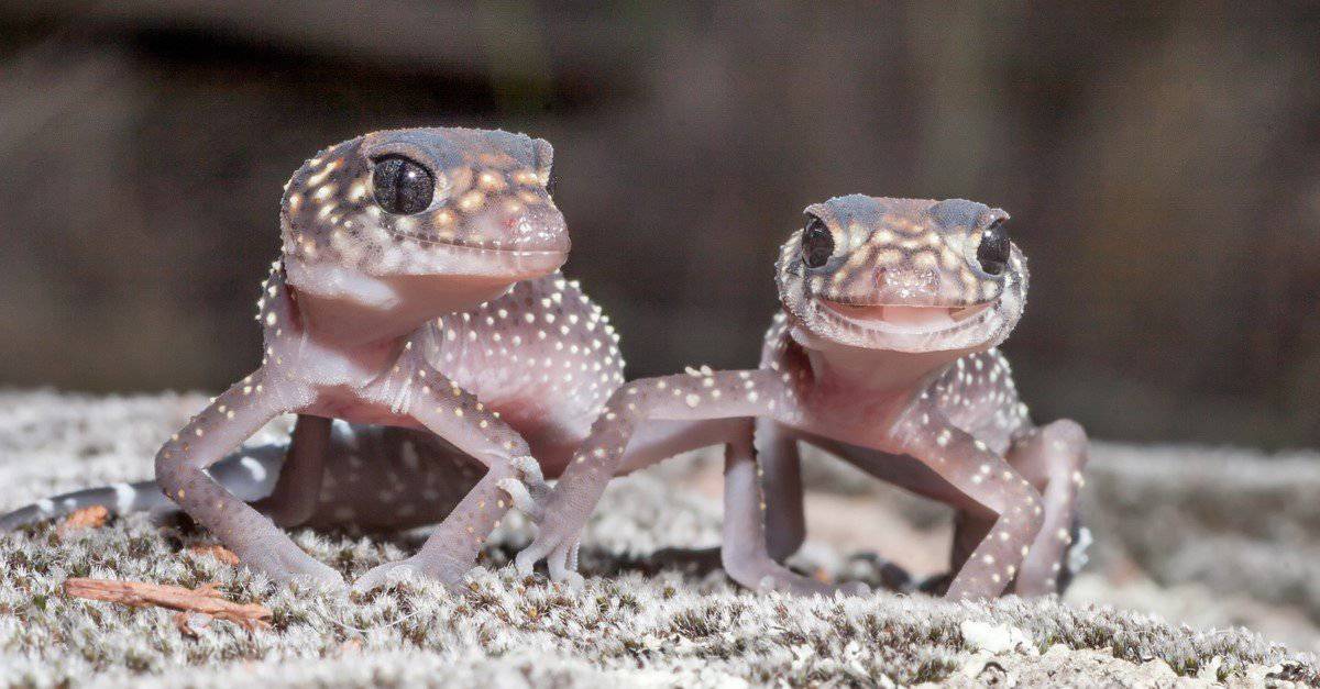 Australian Thick tailed or Barking Gecko