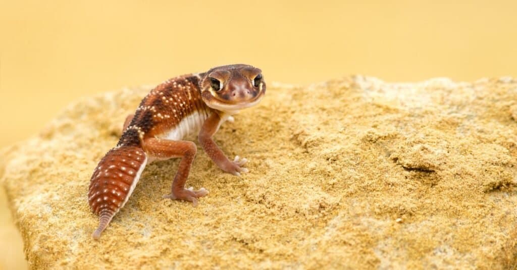  Nephrurus levis, allgemein bekannt als der dreizeilige Knopfschwanzgecko, glatter Knopfschwanzgecko oder gewöhnlicher Knopfschwanzgecko, ist eine einheimische australische Geckoart.