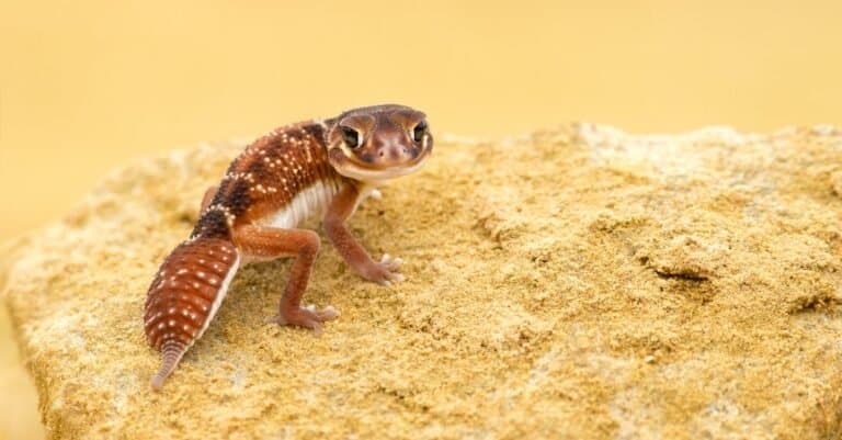 Nephrurus levis, commonly known as the three-lined knob-tailed gecko, smooth knob-tailed gecko, or common knob-tailed gecko, is a native Australian gecko species.