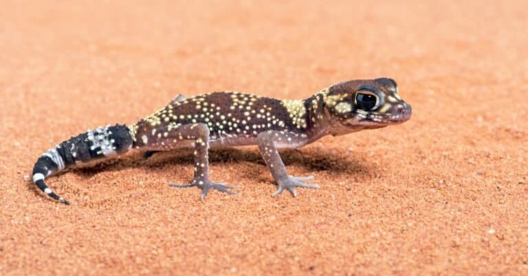 Australian barking Gecko on red sand.