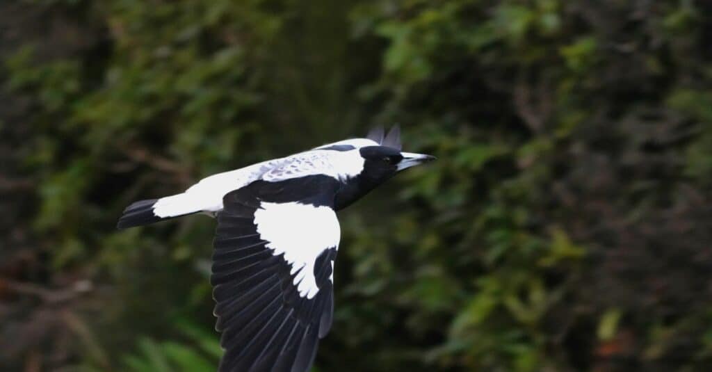 26 Black and White Birds (With Pictures of Each!) - AZ Animals