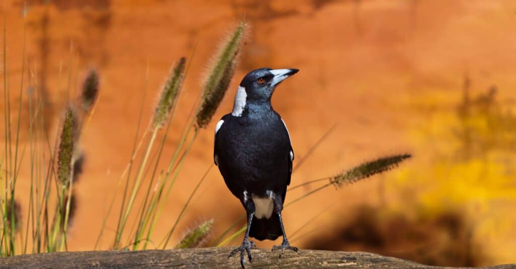 Australian magpie with canyon in the background