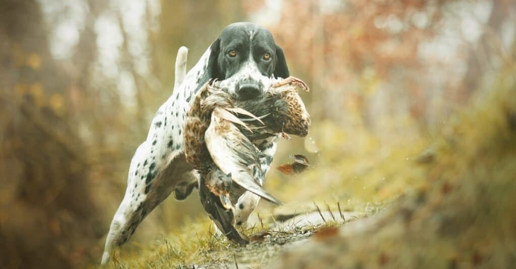 Types of pointer dogs