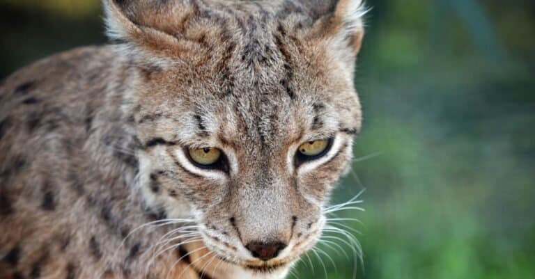 Balkan Lynx close-up