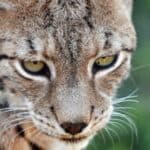 European lynx