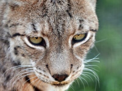 A Lynx lynx balcanicus