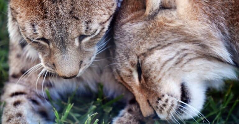 A male and female Balkan lynx grooming and socializing.