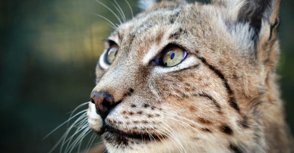 A Balkan lynx on a mountain.