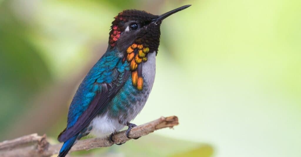 Close up of a bee hummingbird with beautiful colors and patterns