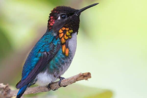 The bee hummingbird averages around two inches in length.