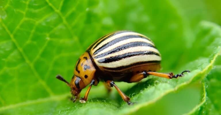 Beetles eat