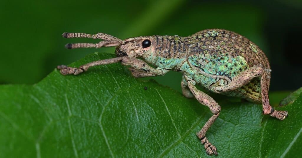 https://a-z-animals.com/media/2021/10/Beetles-eat-weevil-1024x535.jpg