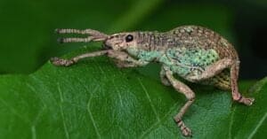 What Do Weevils Eat? Picture