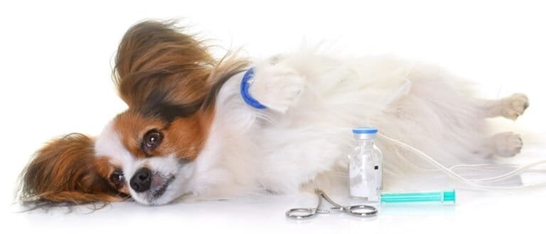 Best Glucometers for Dogs