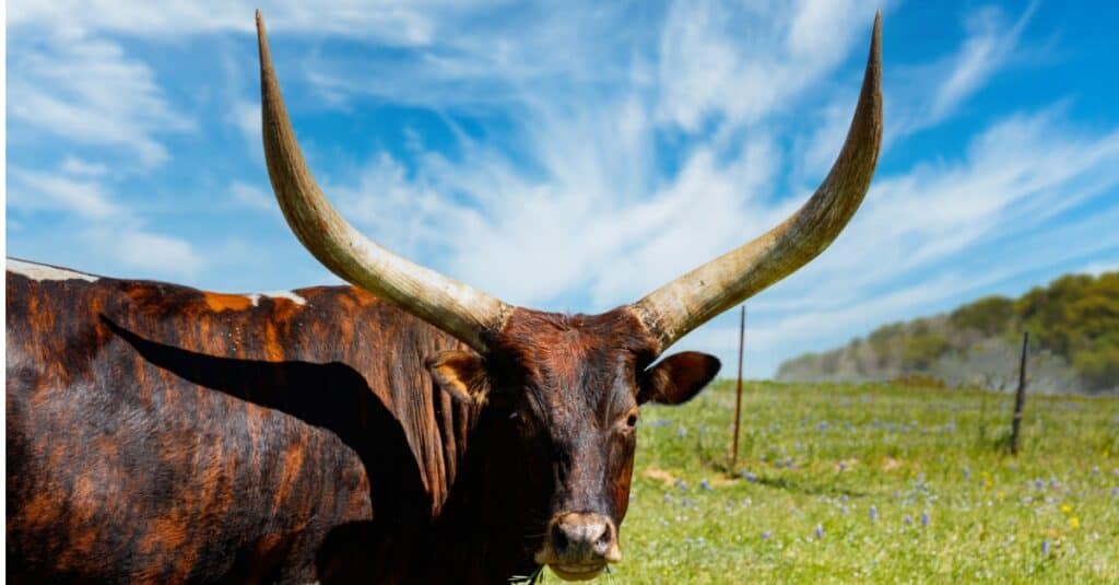 Longhorn cattle