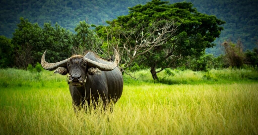 Los cuernos más grandes del mundo - Búfalo de agua asiático