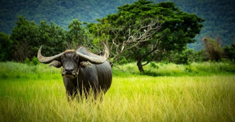 Biggest Horns in the World - Asian Water Buffalo
