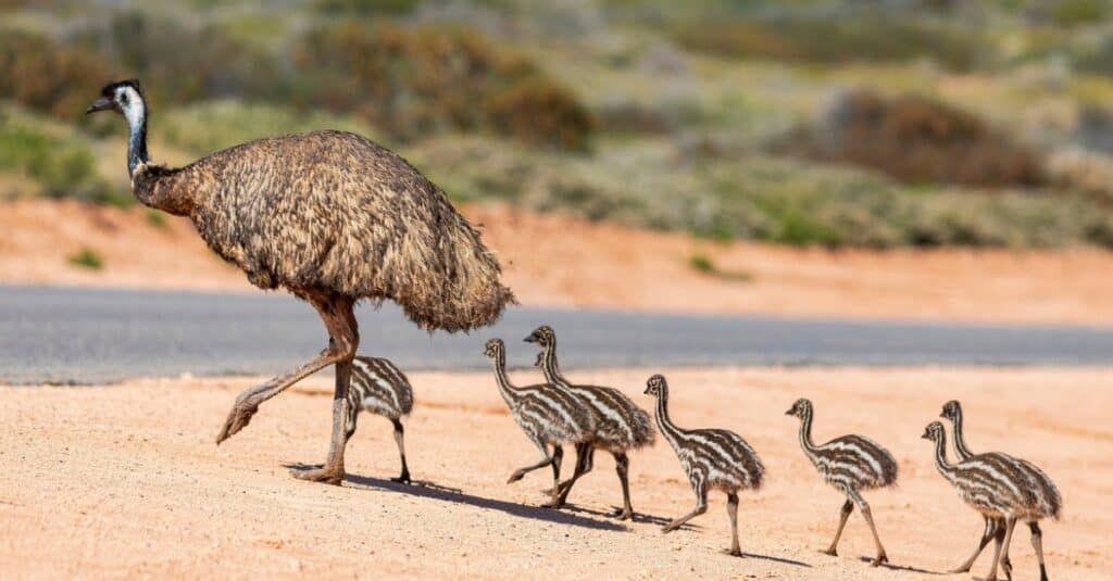 Father with baby emus