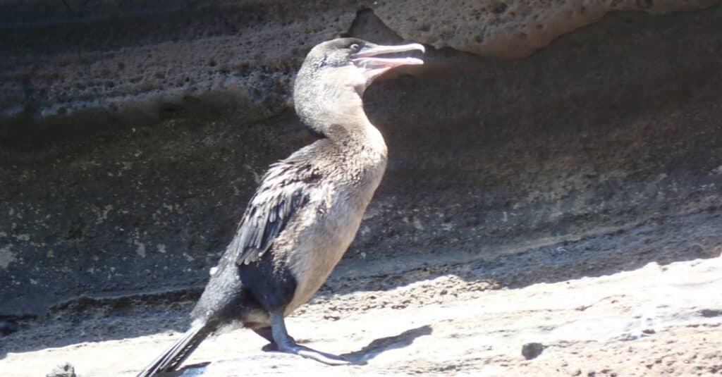 Birds that can't fly: Flightless Cormorant