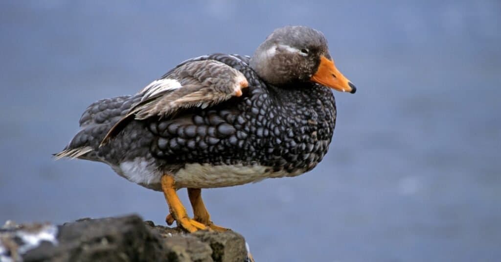 Birds that can't fly: Steamer Duck