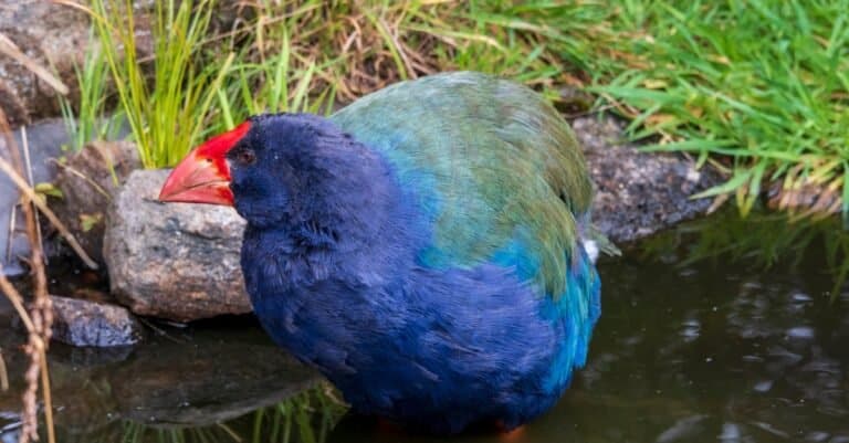 Birds that can't fly: Takahe