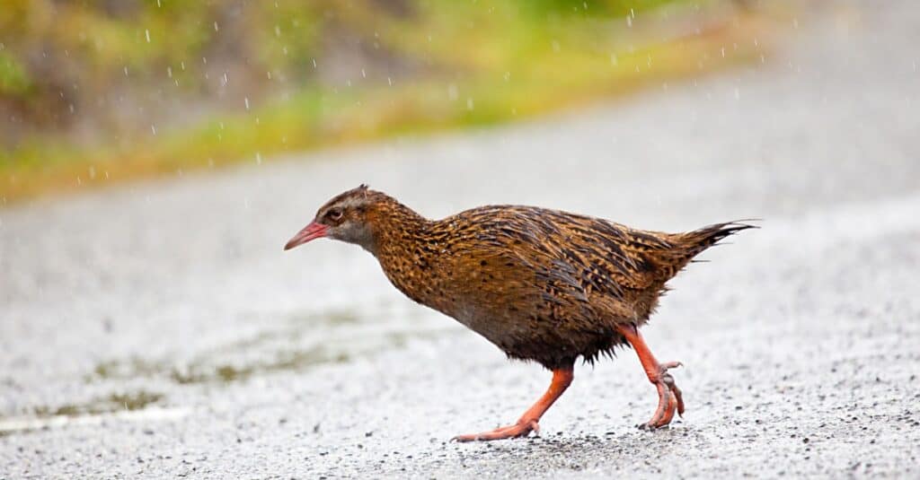 Birds that can't fly: Weka