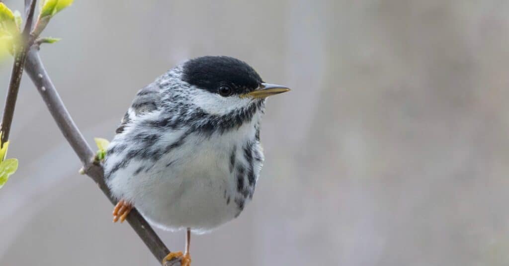 Birds that eat mosquitos: Blackpoll Warbler