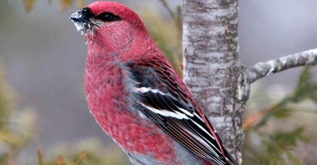 Birds that look like cardinals: Pine Grosbeak