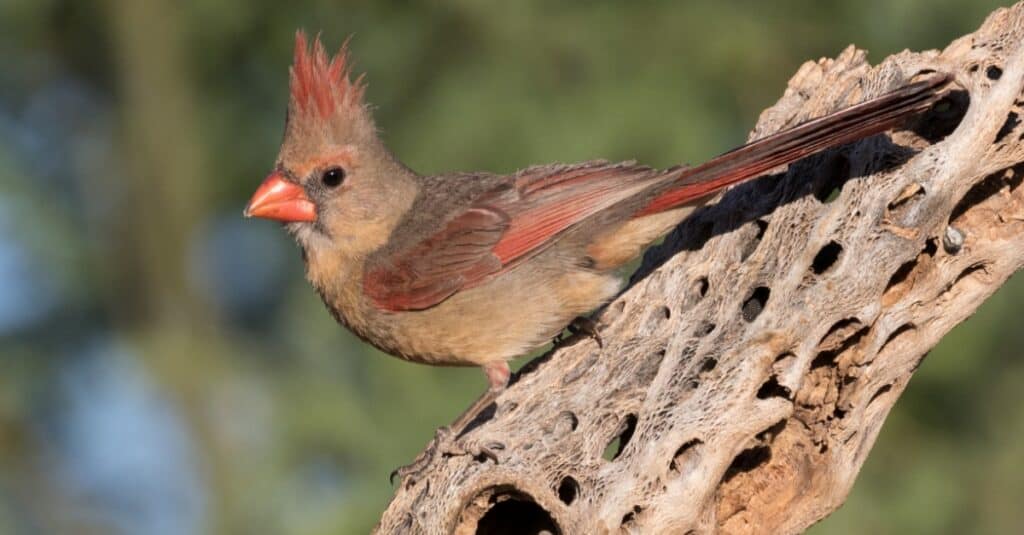 Is There a Blue Colored Cardinal Bird? - Birds and Blooms