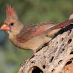 The desert cardinals is mostly gray with red markings, while the northern cardinal is mostly red with dark markings.
