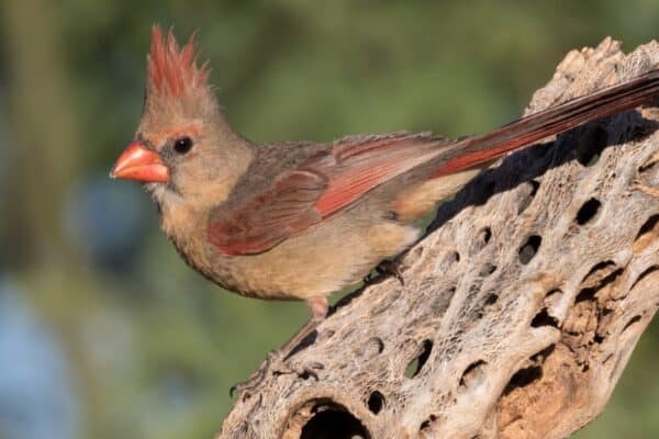 The desert cardinals is mostly gray with red markings, while the northern cardinal is mostly red with dark markings.