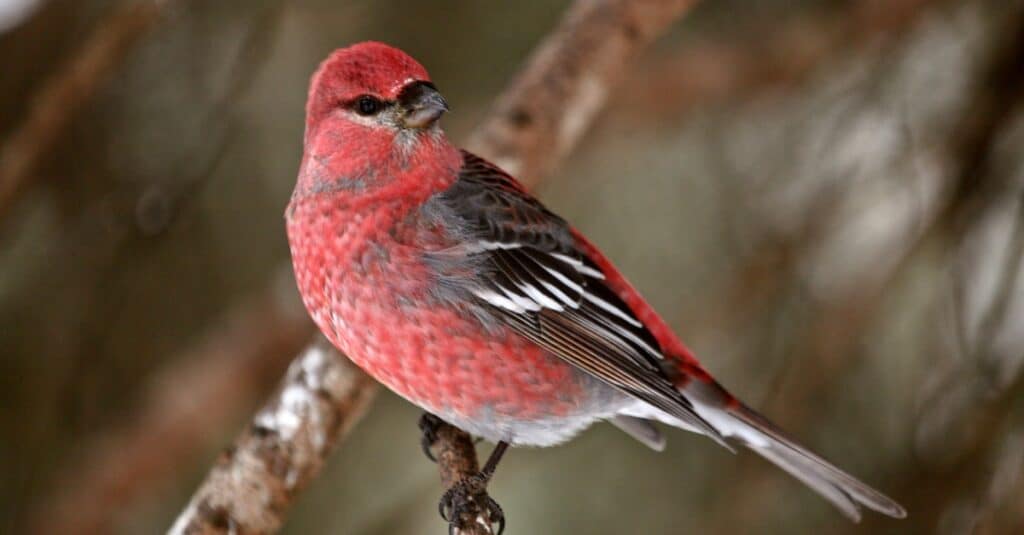 Birds that look like cardinals: Red Crossbill