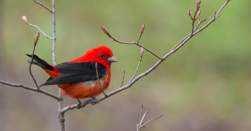 Birds that look like cardinals: Scarlet Tanager