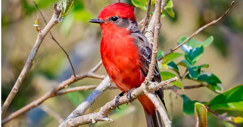 Birds that look like cardinals: Vermillion Flycatcher