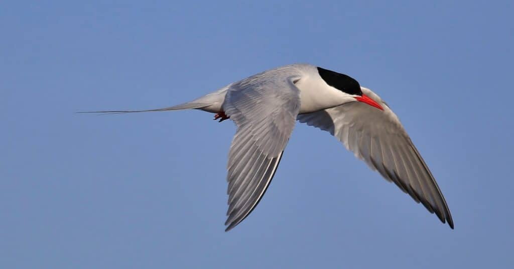Birds that migrate the longest: Arctic Tern