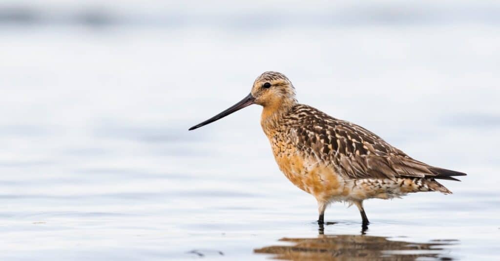Birds that migrate the longest: Bar-tailed Godwit