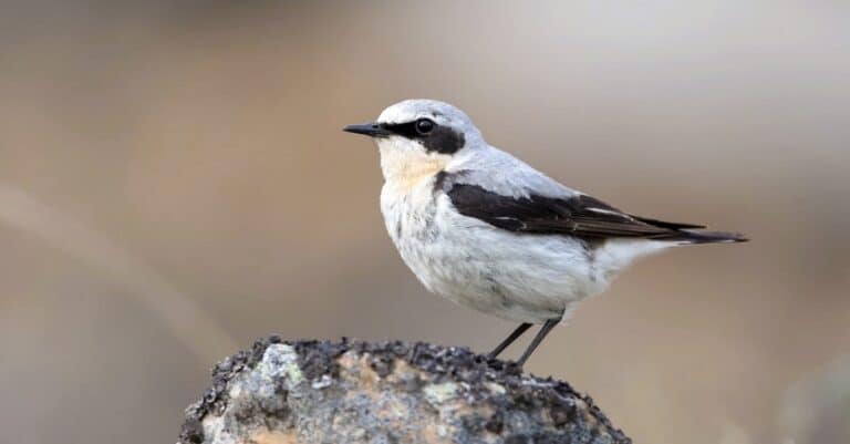 Birds that migrate the longest: Northern Wheatear