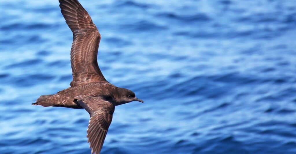Birds that migrate the longest: Short-tailed Shearwater